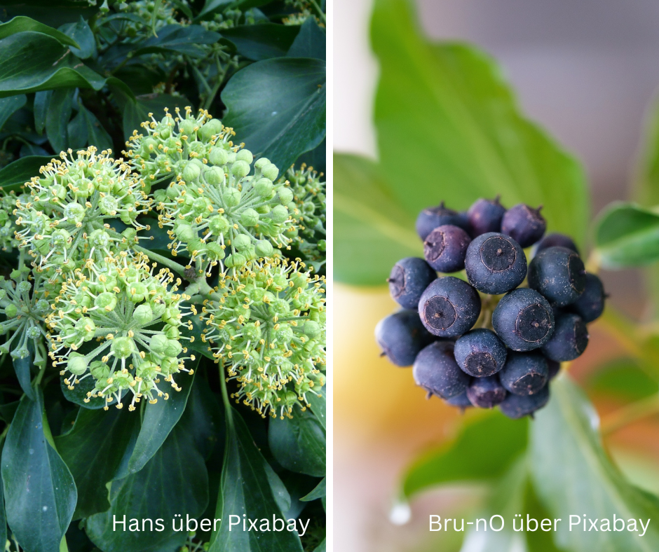 Efeu Blüte+Frucht