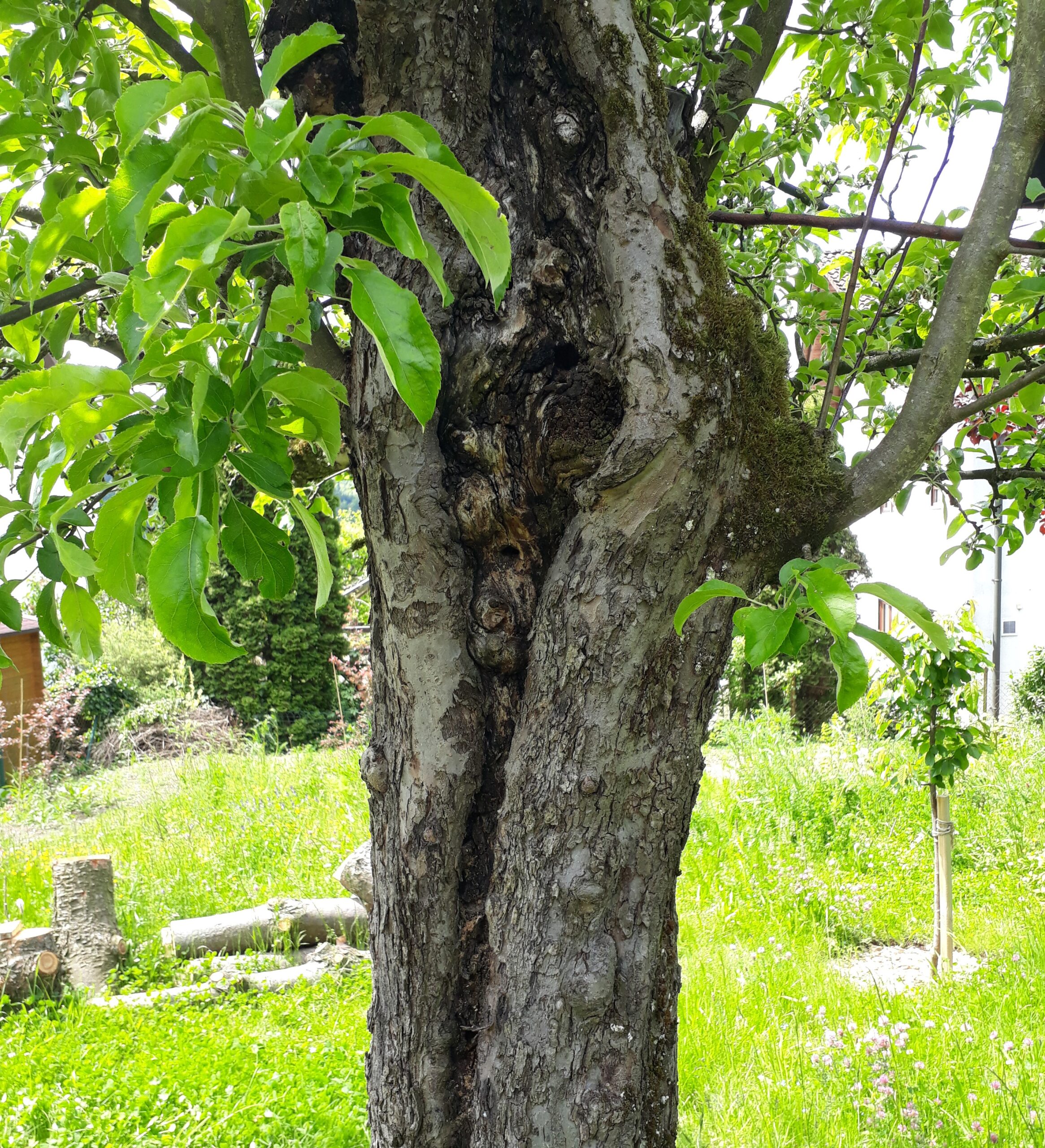 Alter Apfelbaum Freisteller