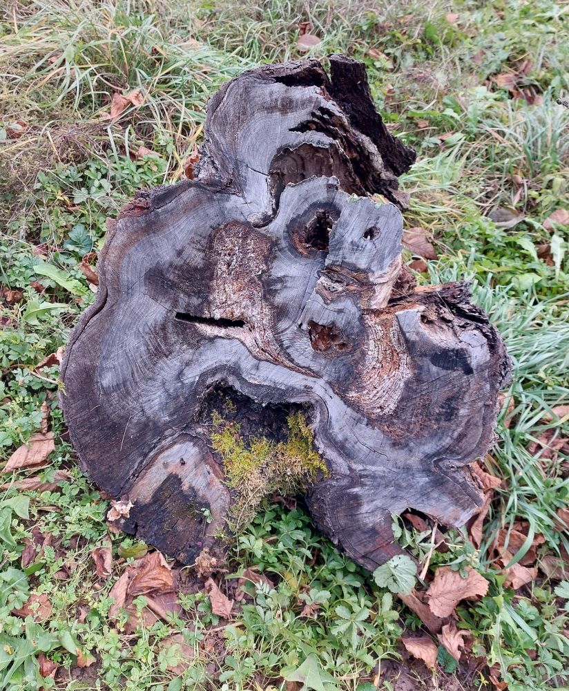 Totholzstück klein