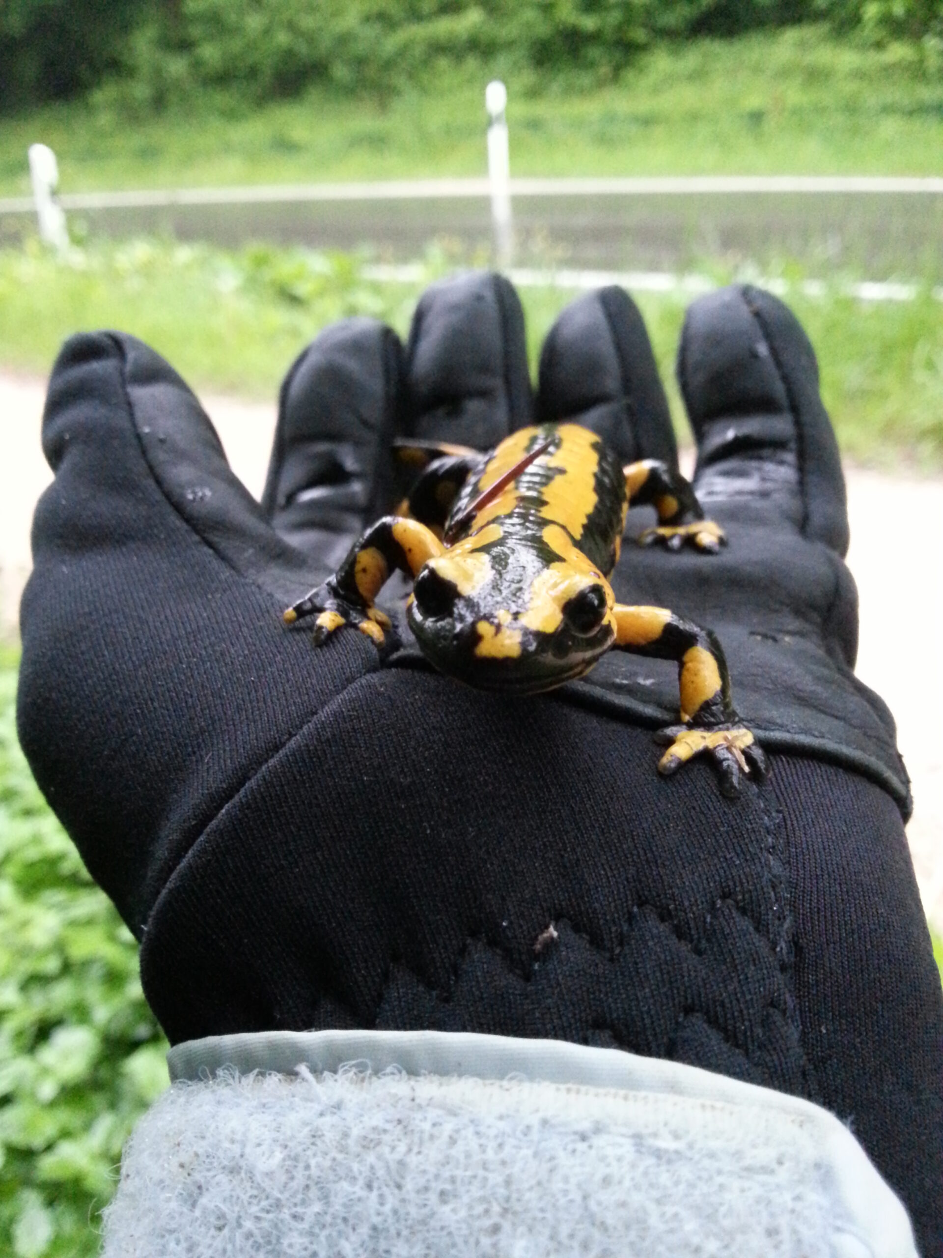 Feuersalamander-Hand
