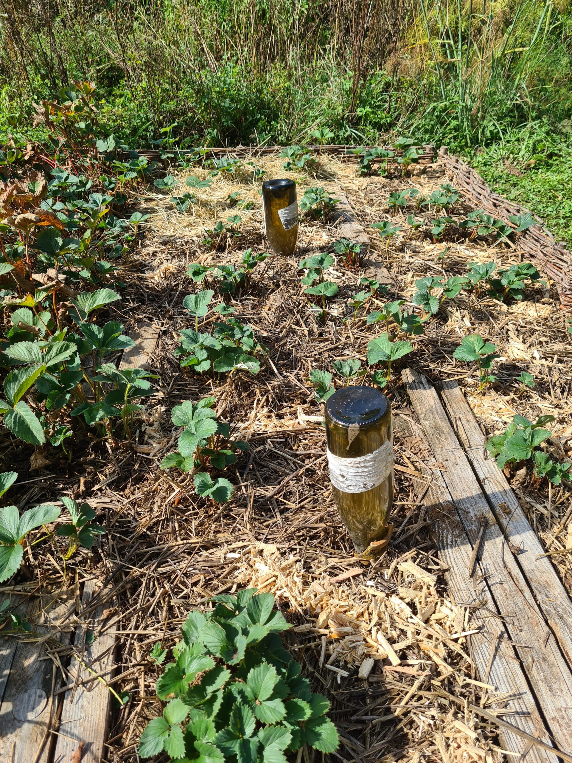 Erdbeerfeld nachher