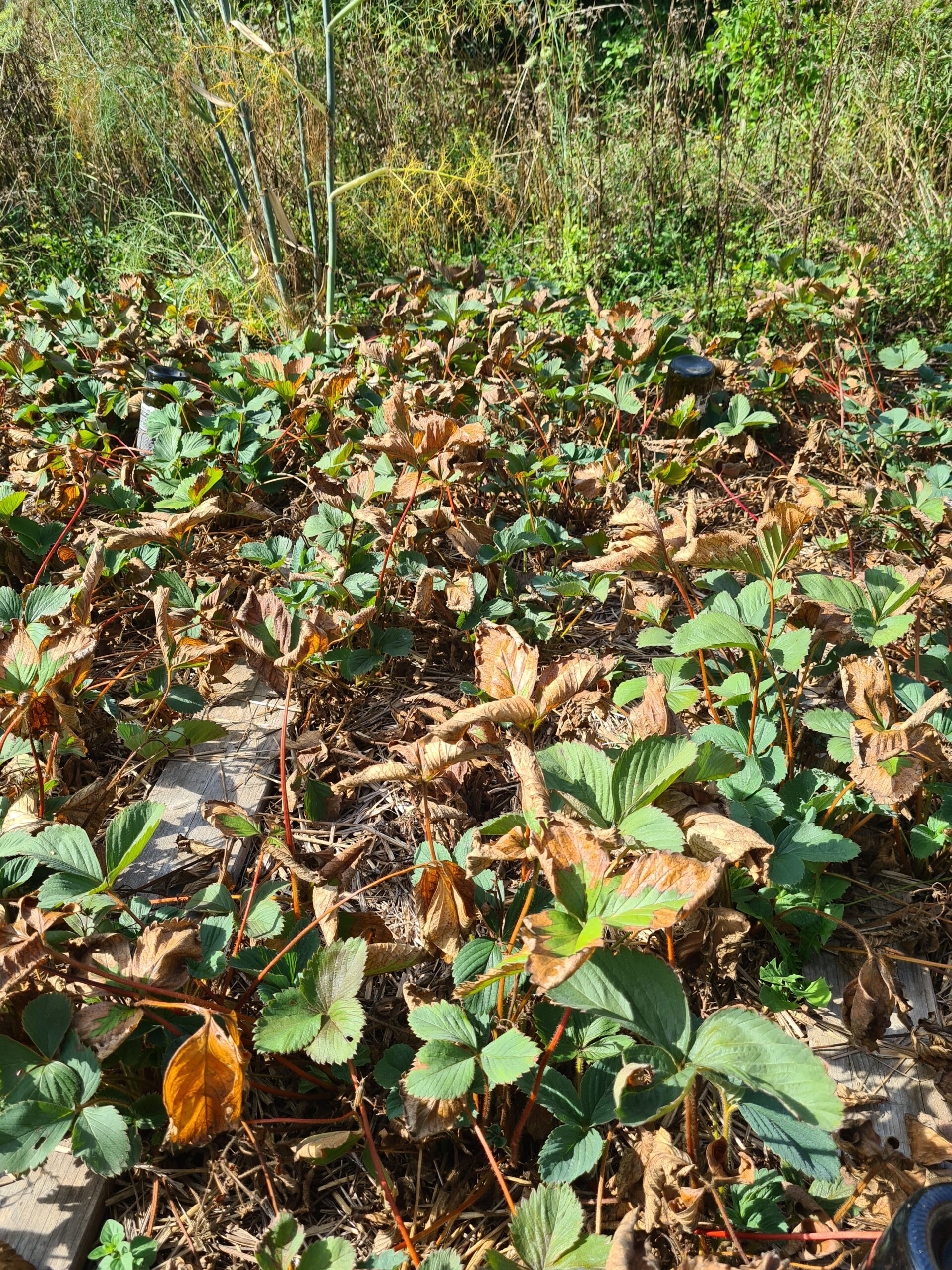 Erdbeerfeld vorher